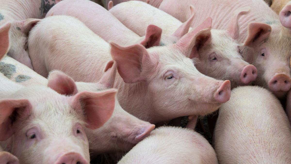 Focar de pesta porcina africana la ferma din Constanta