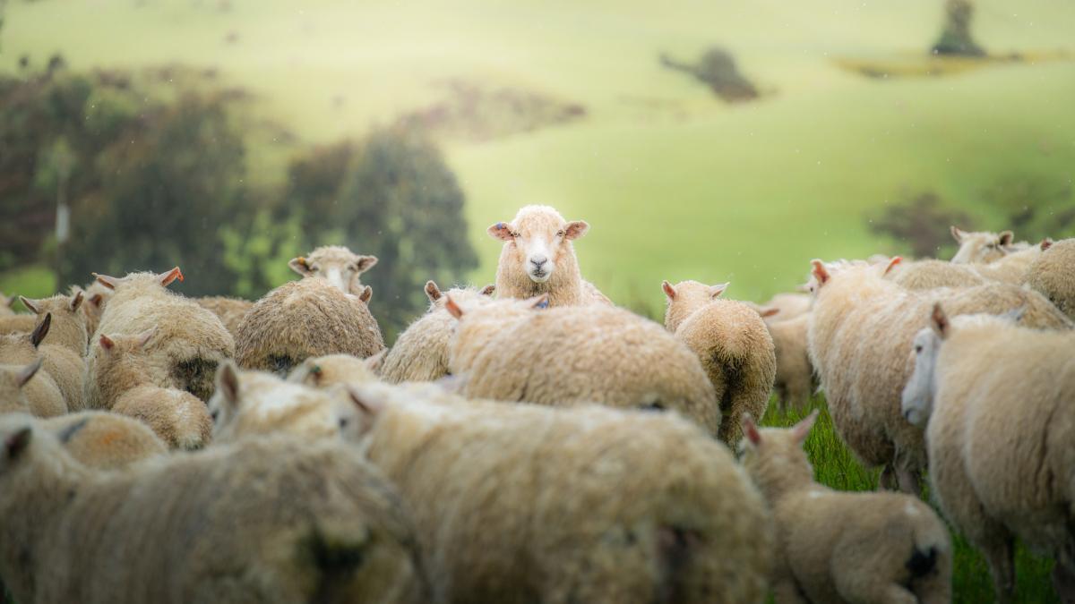 Primul caz de variola ovina in Romania Ce este virusul POX