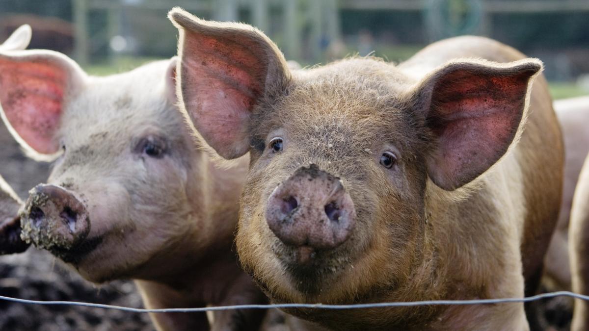 200 de porci infectati cu pesta africana ingropati