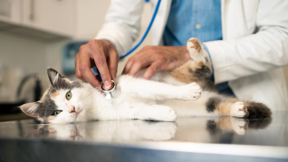 Sute de cabinete veterinare risca inchiderea rapida
