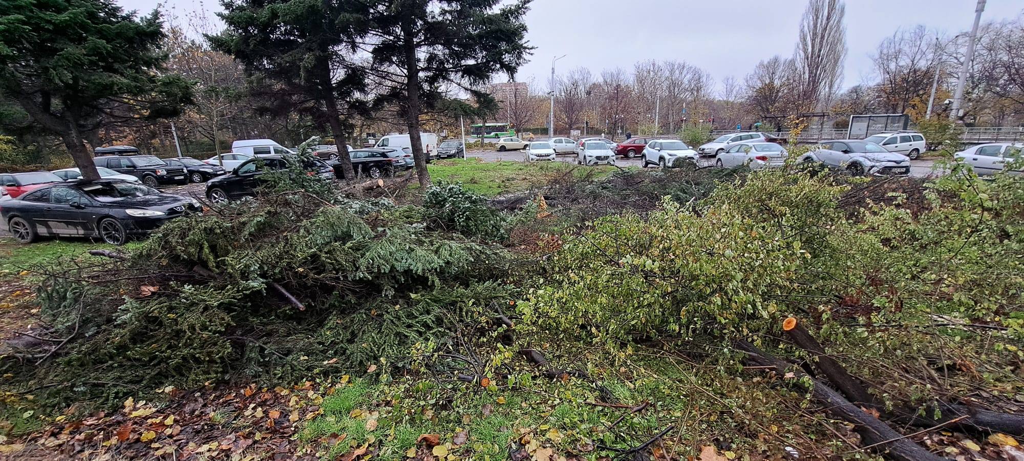 Buzoianu 5000 de arbori taiati ilegal intr o zona din Brasov Una dintre cele mai mari tairi descoperite in ultimii ani