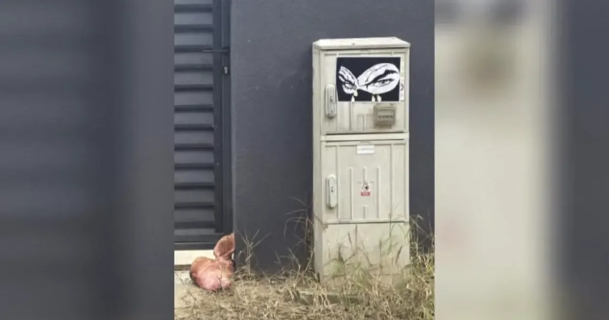Cap de porc, la poarta lui Marius Lulea. Poliția face verificări